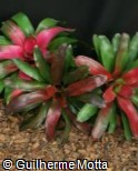(NETA) Neoregelia ´Tangerine´ (NETA) Neoregelia ´Tangerine´