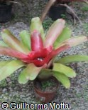 (NEBU) Neoregelia burlemarxii (NEBU) Neoregelia burlemarxii