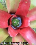 Neoregelia burlemarxii