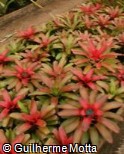 (NECA11) Neoregelia carolinae (NECA11) Neoregelia carolinae