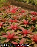 Neoregelia carolinae