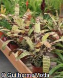 (NETI) Neoregelia tigrina (NETI) Neoregelia tigrina