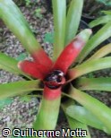 (NESA) Neoregelia sanguinea (NESA) Neoregelia sanguinea