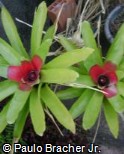Neoregelia sanguinea