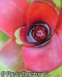 Neoregelia sanguinea