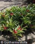 Neoregelia sanguinea