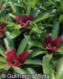 Neoregelia sanguinea