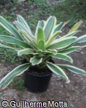Neoregelia ´Ivory´