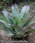 (NECA12) Neoregelia carcharodon ´Silver Tiger´ (NECA12) Neoregelia carcharodon ´Silver Tiger´