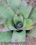 Neoregelia carcharodon ´Silver Tiger´