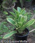 (NEFL) Neoregelia ´Flandria´ (NEFL) Neoregelia ´Flandria´