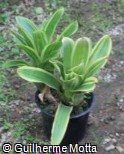 Neoregelia ´Flandria´