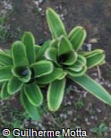 Neoregelia ´Flandria´
