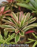 (NEGO) Neoregelia ´Gorrion´ (NEGO) Neoregelia ´Gorrion´