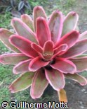 (NEJE) Neoregelia ´Jeannie´ (NEJE) Neoregelia ´Jeannie´