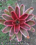 Neoregelia  ´Jeannie´
