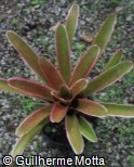 (NE8) Neoregelia ´8 Ball´ (NE8) Neoregelia ´8 Ball´