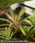 (NESO) Neoregelia ´Solar Flames´ (NESO) Neoregelia ´Solar Flames´