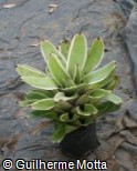 (NEMI2) Neoregelia ´Milton´ (NEMI2) Neoregelia ´Milton´