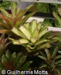 (NEGO2) Neoregelia ´Goldilocks´ (NEGO2) Neoregelia ´Goldilocks´