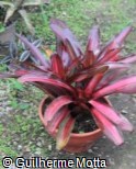 (NEZO) Neoregelia ´Zoe´ (NEZO) Neoregelia ´Zoe´