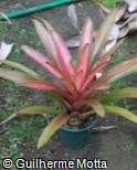 Neoregelia  ´Zoe´
