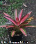 Neoregelia  ´Zoe´