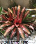 (NEPE3) Neoregelia ´Pemiento´ (NEPE3) Neoregelia ´Pemiento´