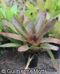 (NECH2) Neoregelia ´Charm´ (NECH2) Neoregelia ´Charm´
