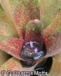 Neoregelia  ´Charm´