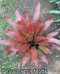 Neoregelia  ´Charm´