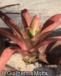 (NECH4) Neoregelia chlorosticta (NECH4) Neoregelia chlorosticta