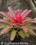 (NEBI3) Neoregelia ´Big Red´ (NEBI3) Neoregelia ´Big Red´