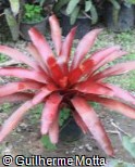 (NESU) Neoregelia ´Sunrise´ (NESU) Neoregelia ´Sunrise´