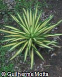 Neoregelia ´Ardie´