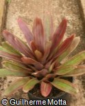 Neoregelia ´Amazing Grace´