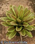 Neoregelia ´Amazing Grace´