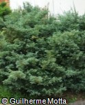 Chamaecyparis pisifera ´Squarrosa Minima´