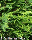 Juniperus × pfitzeriana ´Old Gold´