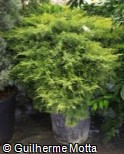 Juniperus × pfitzeriana ´Old Gold´