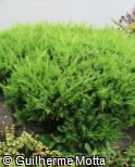 Juniperus × pfitzeriana ´Old Gold´