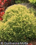 Thuja occidentalis ´Anniek´