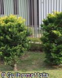 Chamaecyparis lawsoniana ´Minima Aurea´