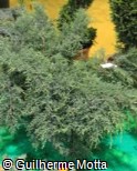 Juniperus × pfitzeriana ´Gold Star´