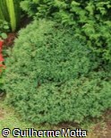 Chamaecyparis pisifera ´Squarrosa Minima´