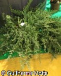 Juniperus horizontalis ´Blue Chip´