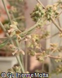 Kalanchoe beharensis ´Oak Leaf´