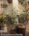 Kalanchoe beharensis ´Oak Leaf´