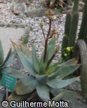 Aloe striata