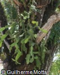 Rhipsalis crispata